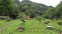 蔡西农家蜂蜜的图标